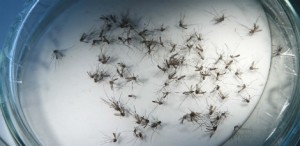 Aedes aegypti