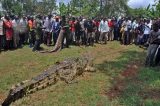 Agentes florestais capturam crocodilo que teria comido 4 pescadores