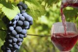Suco de uva do Vale é um dos melhores do mundo