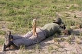 Suricato pega ‘carona’ na lente de fotógrafo para observar paisagem