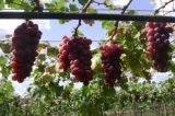 Missão argentina conhece experiências de irrigação  nos perímetros da Codevasf em Pernambuco e na Bahia