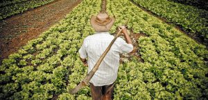 agricultor-fazenda-roca4