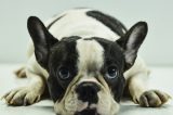 Isto é Brasil: Disputa pela guarda de animais de estimação ocupa tribunais