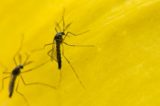 Autorização para testes de vacina contra a dengue