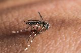 Vacina de DNA contra zika mostra eficiência em macacos