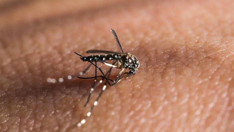 dengue mosquito grande