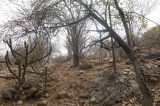 Codevasf foca ações de preservação do Bioma Caatinga em Pernambuco