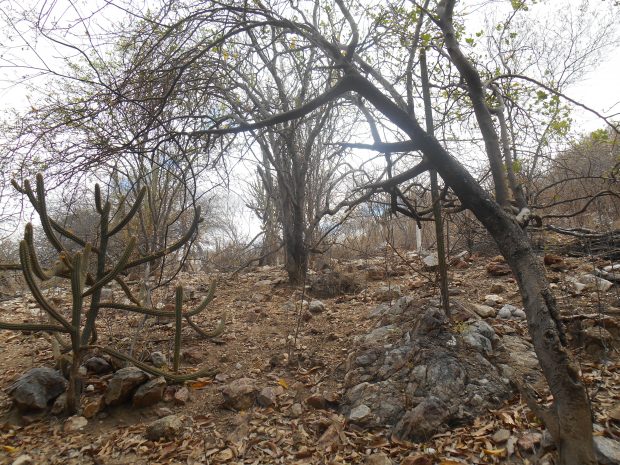 parque estadual serra do areal_pontal