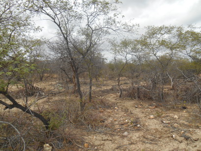 refugio vida silvstre caatinga pontal 2