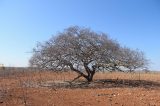 Por falta de chuvas, agricultores de Uauá sofrem com a seca