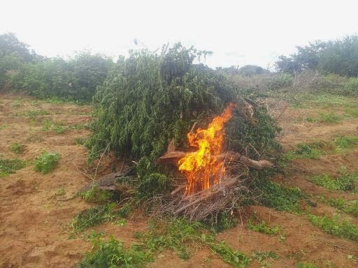 maconha sendo queimada