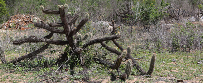 caatinga bioma