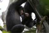 Chimpanzés são filmados bebendo álcool de plantas e mostrando sinais de embriaguez