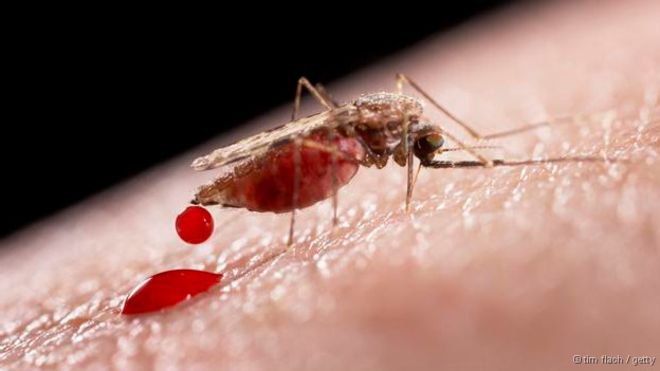 dengue mosquito sangue