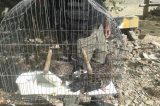 Irmãos são presos com mais de 1kg de maconha e nove pássaros silvestres em cativeiro em Petrolina