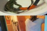 Iguana encontrada em vaso Iguana encontrada em vaso