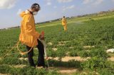 Insecticida pode afetar desenvolvimento intelectual de crianças