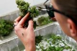 MPF/PE consegue fornecimento de canabidiol para tratar criança com epilepsia