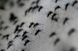 Muriçocas podem transmitir zika