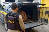 Quadrilha que atuava em três estados é desarticulada