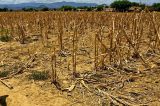Governo da Bahia decreta situação de emergência pela seca em três municípios