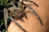 Picada de aranha brasileira pode ser o substituto do Viagra