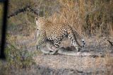 Leopardo traça cobra para banquete