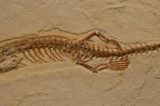 Cobra com quatro patas viveu no Ceará há 120 milhões de anos Cobra com quatro patas viveu no Ceará há 120 milhões de anos