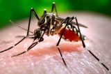 Estudo clínico confirma eficácia de vacina contra dengue