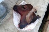 Bezerro nasce com duas cabeças