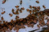 Idosa morre depois de ataque de abelhas