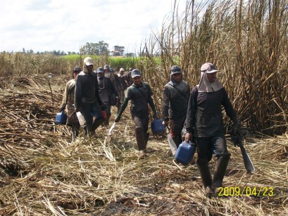 canavial trabalhadores rurais