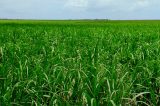 Pernambuco vai ter 1ª biorrefinaria em 2016