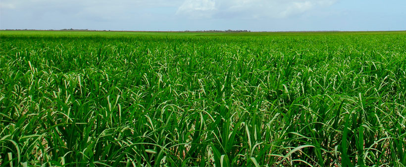 canavial verde