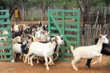 Caprinos e ovinos serão estudados na Bahia