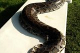 Morador mata cobra de 4,3m que havia devorado animais na vizinhança
