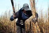 Empresa é condenada por acidente de trabalho com base em lei ambiental