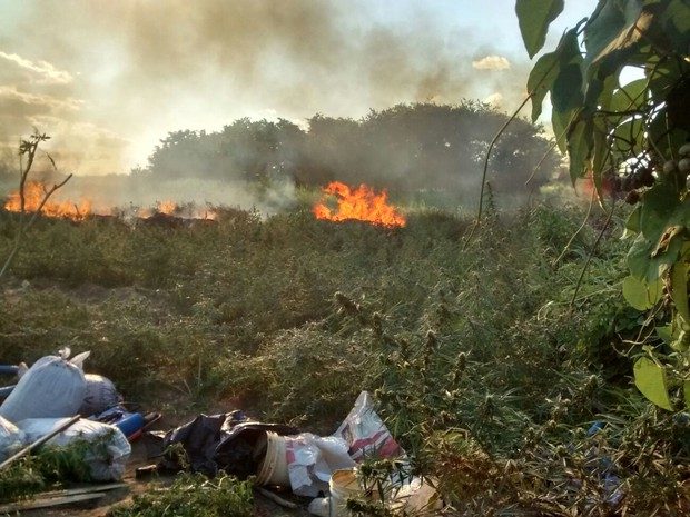 maconha erradicada na ilha