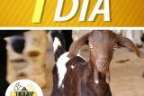 Expo-Rajada começa nesta sexta e deve movimentar mais de R$ 300 mil