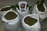 Polícia apreende maconha no sertão