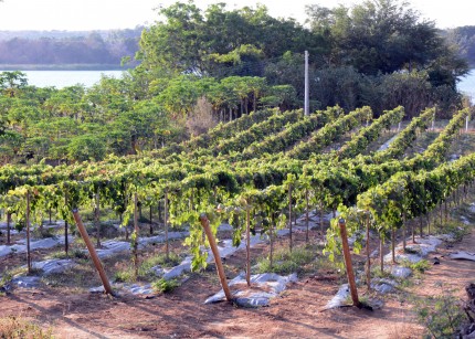 visita fazenda2