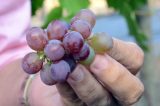 Exportação de uvas do Vale deve subir 15%