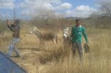 Animais recolhidos em Petrolina passam fome no  curral