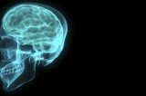 Cérebro maior não é sinônimo de mais inteligência, diz estudo