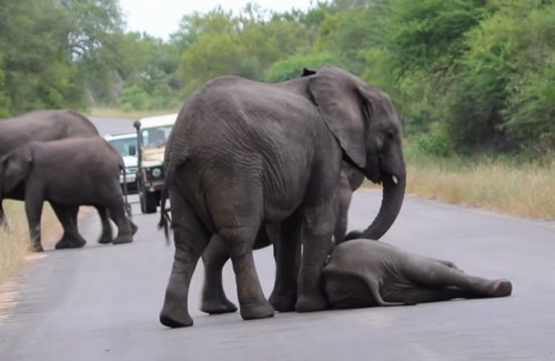 elefante