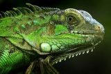 Vídeo: Viva Caatinga! Iguana