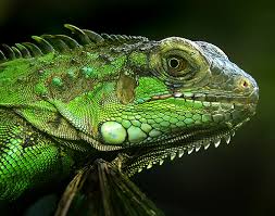iguanaa