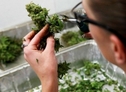 maconha em laboratorio