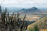 Vídeo: Viva Caatinga! Rabo de Raposa