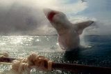 Tubarão branco de 4m saltando da água